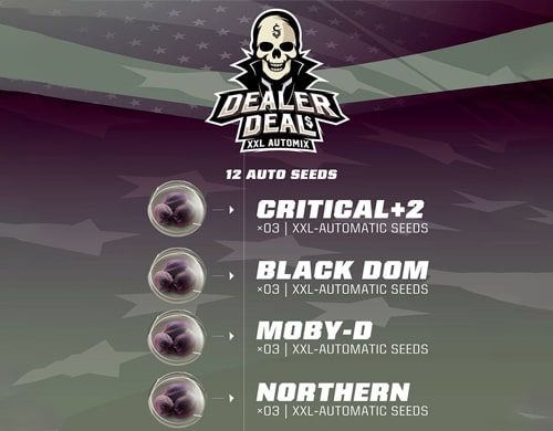kit-semi-cannabis Dealer Deal