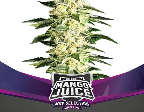 Pianta di semi di cannabis Mango Juice