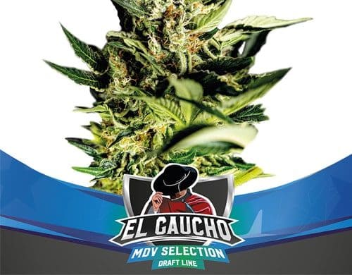 Pianta di semi fast flowering El Gaucho