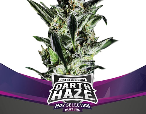 pianta-semi-femminizzati-darth-haze Pianta di semi femminizzati Darth Haze