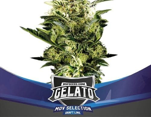 Piante di Gelato XXL di semi di cannabis autofiorenti