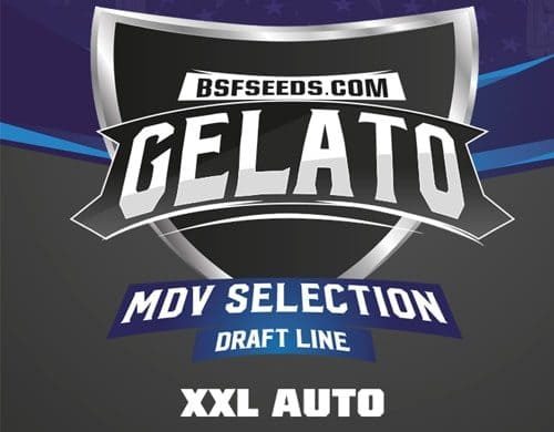 Logo Sensory Seeds di semi di cannabis di Gealto XXL