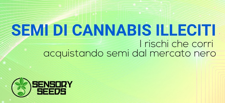 rischi vendita semi di cannabis illeciti