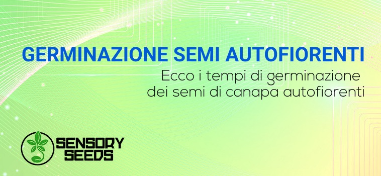 tempo germinazione semi autofiorenti di canapa