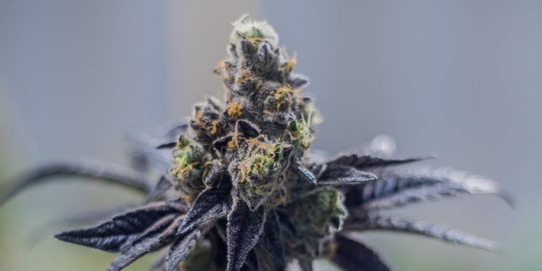 vendita legale di semi di cannabis