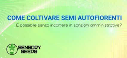 COME COLTIVARE SEMI AUTOFIORENTI