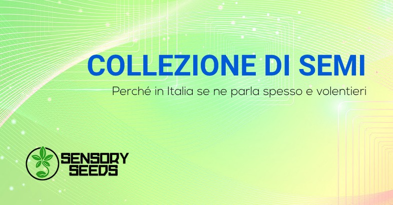 Collezione di semi di cannabis