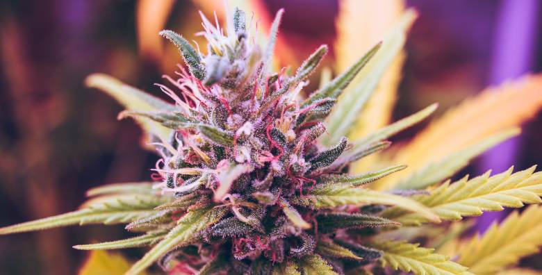 Come coltivare i semi di marijuana