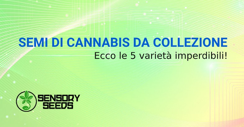 SEMI DI CANNABIS DA COLLEZIONE