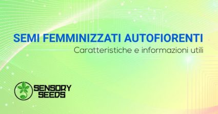 Semi femminizzati autofiorenti