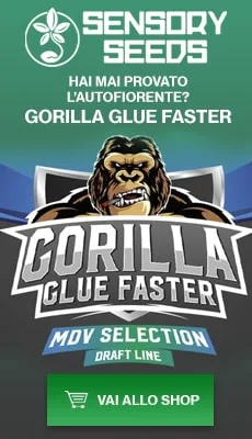 banner-sensoryseeds-gorilla-glue-fast-flowering Banner Sensoryseeds Gorilla Glue semi di cannabis fast flowering