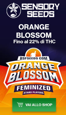 Banner Sensoryseeds Orange Blossom semi di cannabis femminizzati