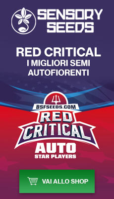 Banner semi di cannabis autofiorenti red critical