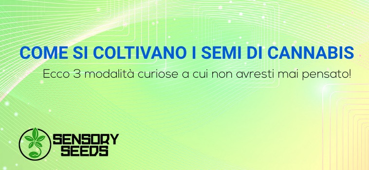 come si coltivano i semi di cannabis