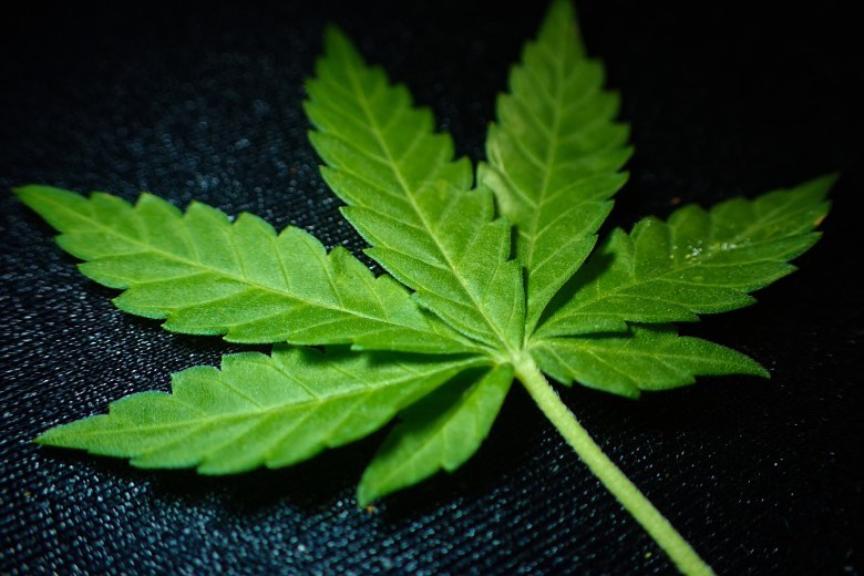 foglia Cannabis Indica
