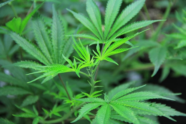 foglie di Cannabis Sativa