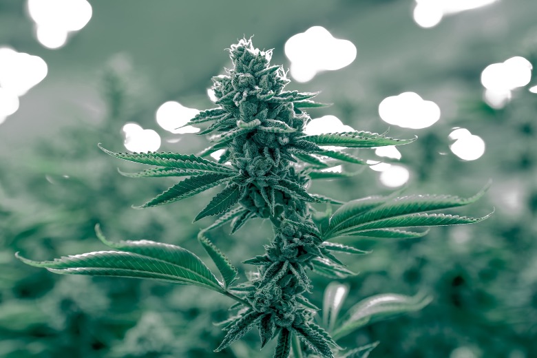 legge italiana semi marijuana da collezione