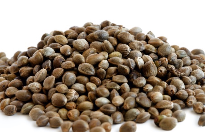 semi Hemp o semi di marijuana