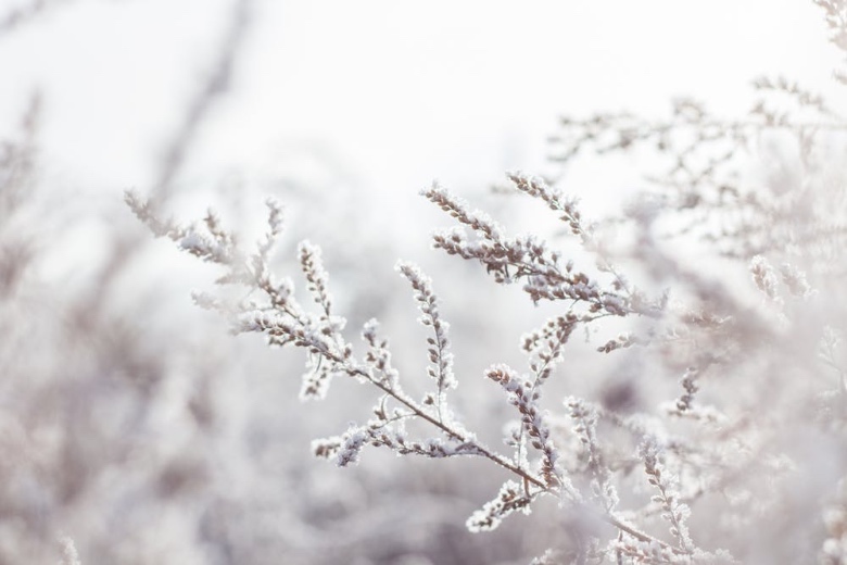 semi di cannabis autofiorenti invernali