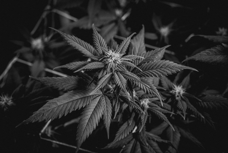 semi di cbd o semi di cannabis quali comprare