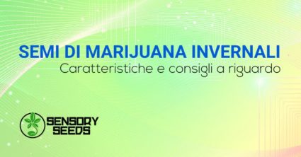 semi di marijuana invernali