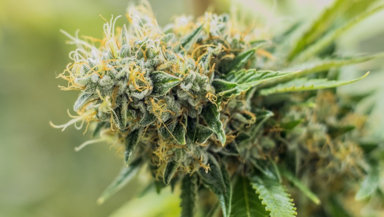 semi di marijuana online double cookies