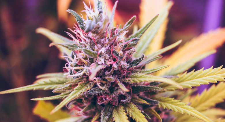 semi di marijuana online red critical