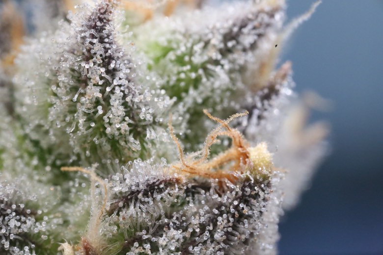 semi gorilla glue autofiorenti