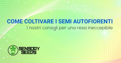 Come coltivare i semi autofiorenti