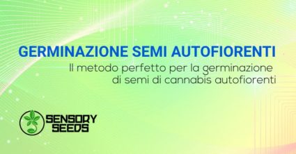 Germinazione semi cannabis autofiorenti