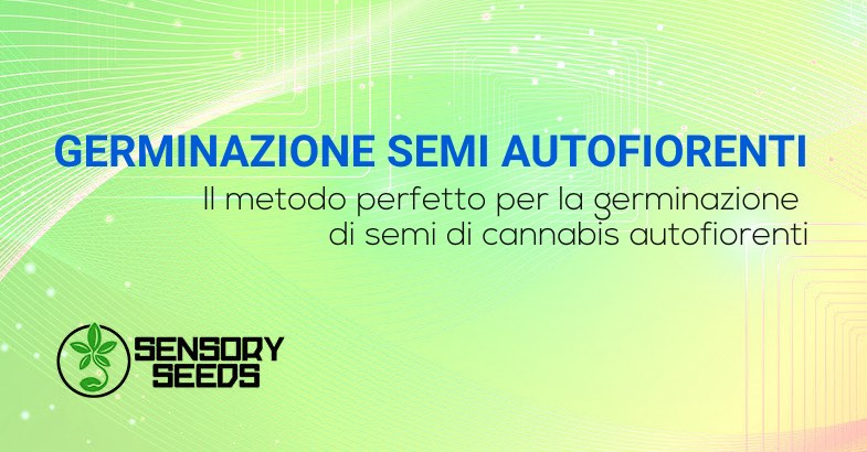 Germinazione semi cannabis autofiorenti