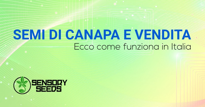 Semi di canapa vendita