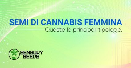 Semi di cannabis femmina