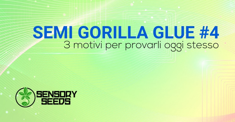 gorilla semi di cannabis