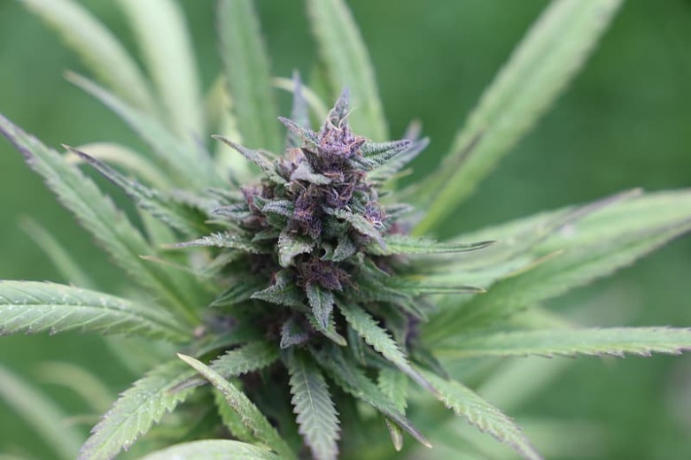 semi autofiorenti di cannabis Purple Haze