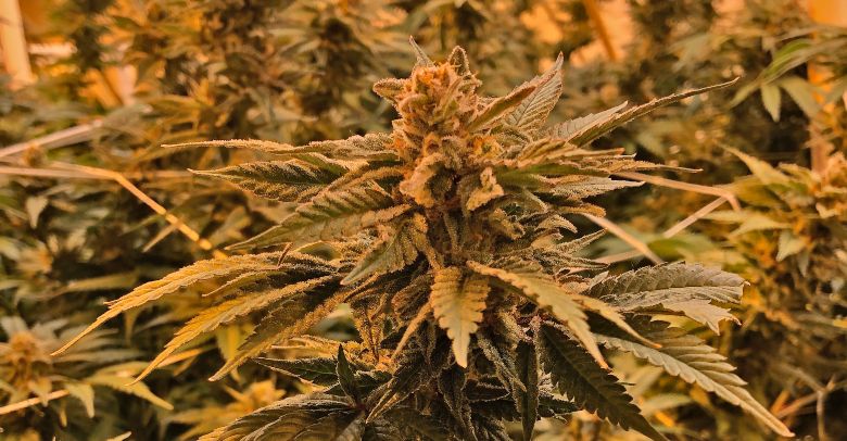 semi di cannabis amnesia haze
