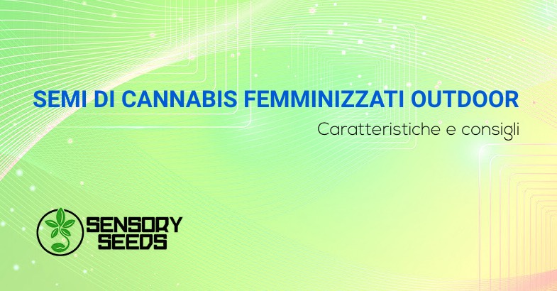 semi di cannabis femminizzati Outdoor