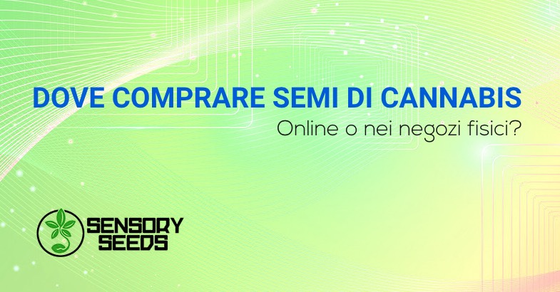 Dove comprare semi di cannabis
