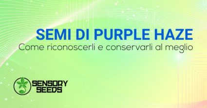 SEMI DI CANNABIS Purple Haze