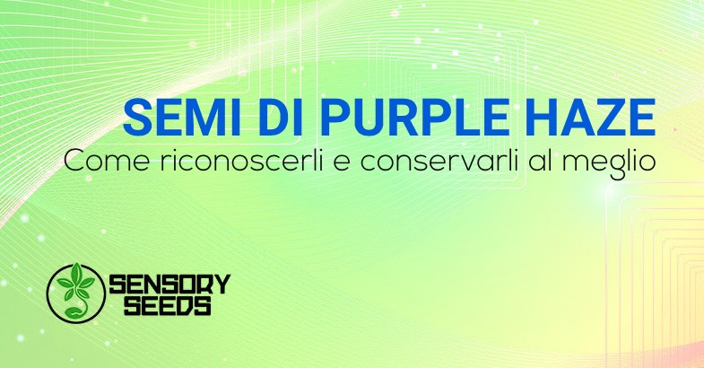 SEMI DI CANNABIS Purple Haze