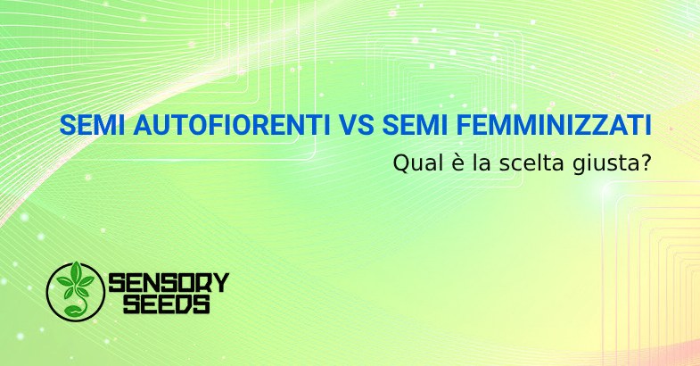 SEMI DI MARIJUANA AUTOFIORENTI VS SEMI FEMMINIZZATI