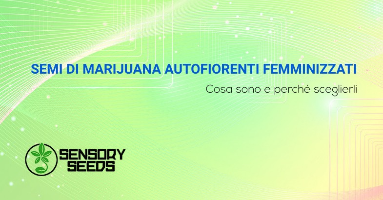 Semi di marijuana autofiorenti femminizzati