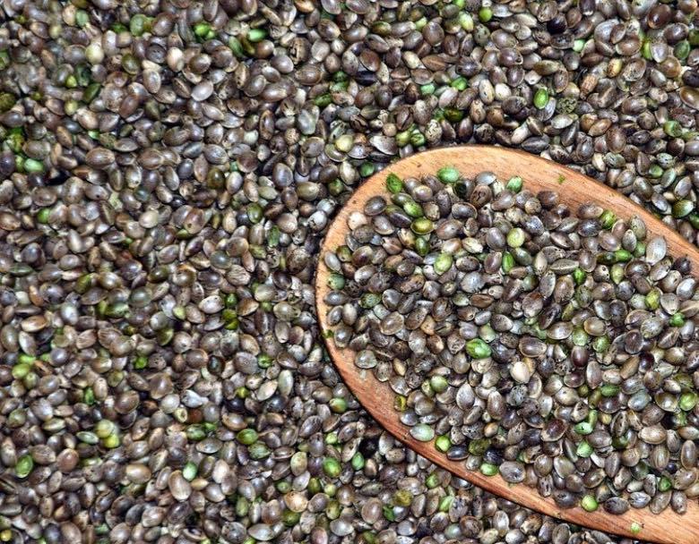 Info sulla vendita in Italia dei semi di cannabis