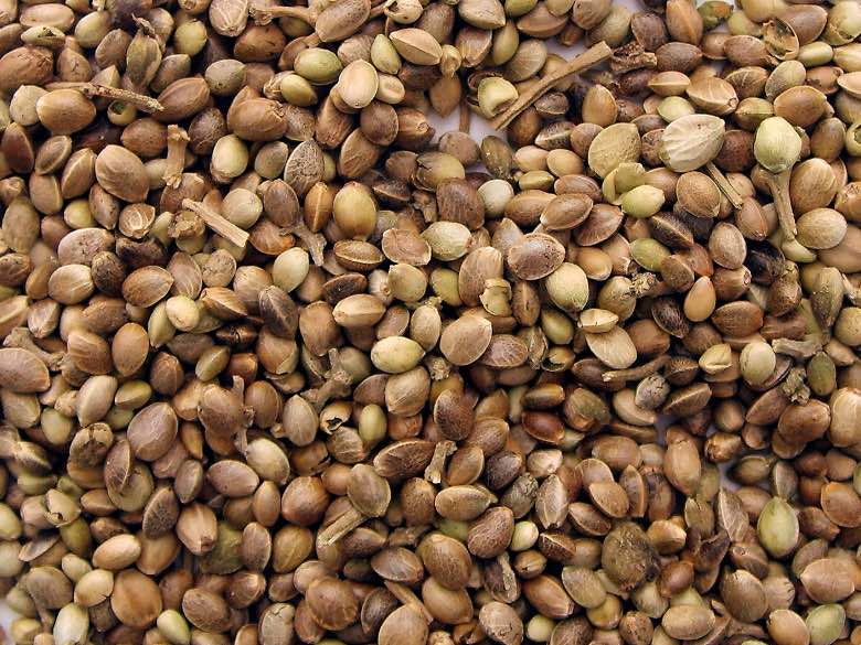 È legale comprare semi di maria in Italia? - Sensory Seeds