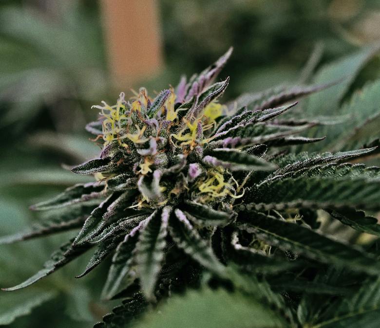 semi di cannabis generano piante con fiori thc