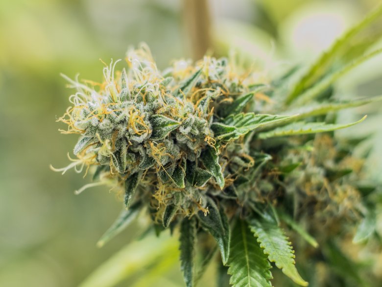 I 3 migliori semi di marijuana con THC alto - Sensory Seeds