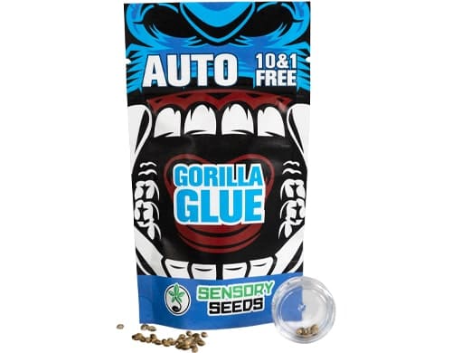 Confezione di semi di cannabis sfusi autofiorenti di Gorilla Glue 4