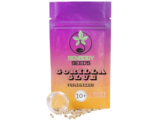 confezione-semi-gorilla-glue-4-semi-di-cannabis-sfusi-feminizzati Confezione di semi di cannabis femminizzati sfusi di Gorilla Glue 4