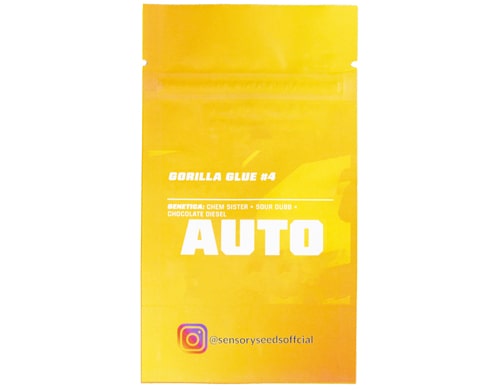 Descrizione di semi di marijuana di cannabis autofiorenti sfusi di Gorilla Glue 4