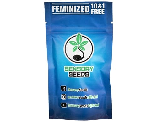 Descrizione di semi femminizzati di marijuana sfusi di Gorilla Glue 4